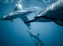 GA黄金甲官方网站-开云体育下载——尽享极致体育体验